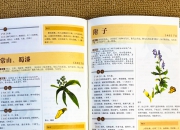 本草纲目·传统疗愈：公司店铺品牌起名